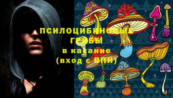 дмт Богданович